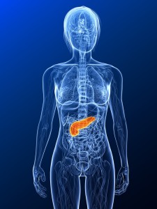 Where is the Pancreas in the body?
